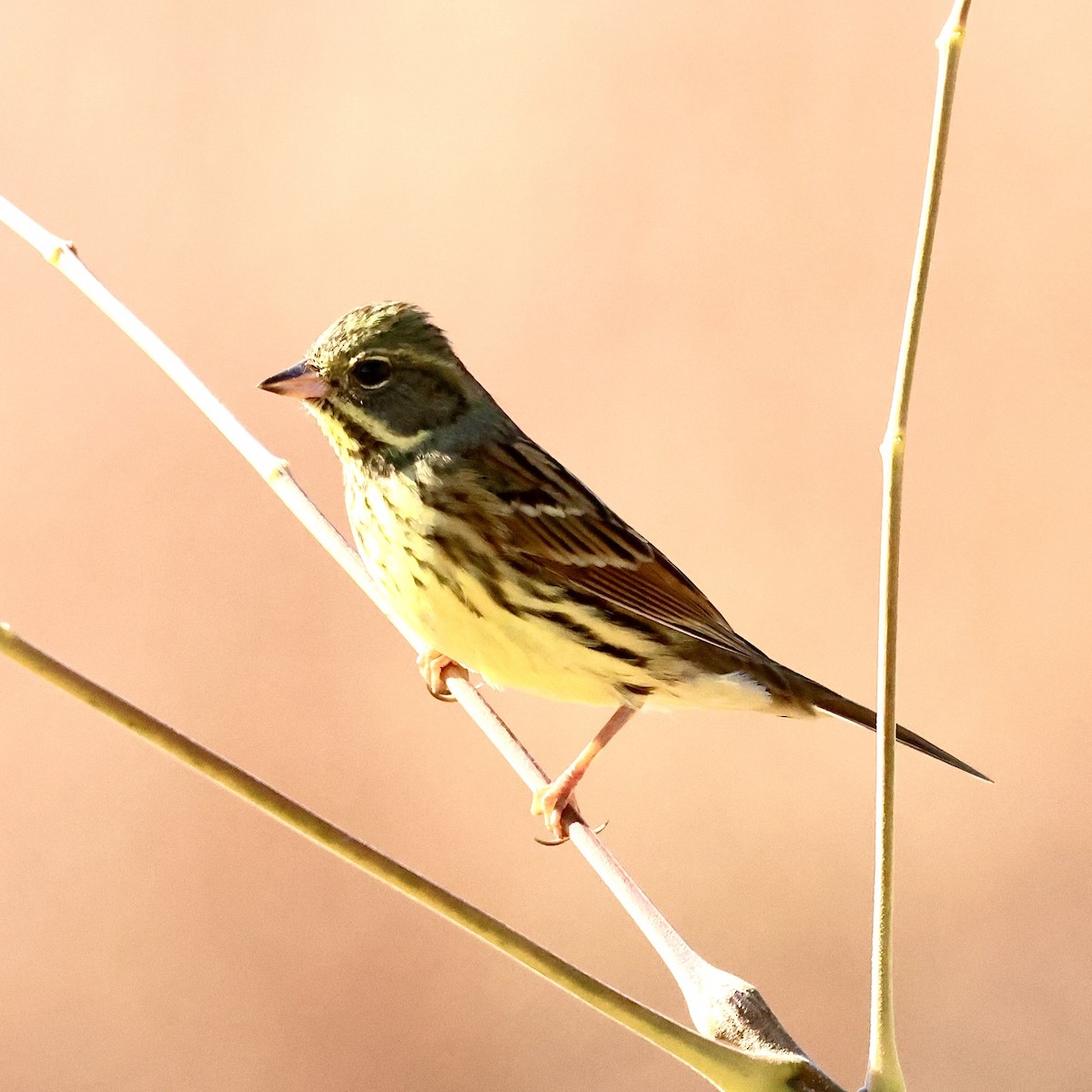 Masked Bunting - ML647224391