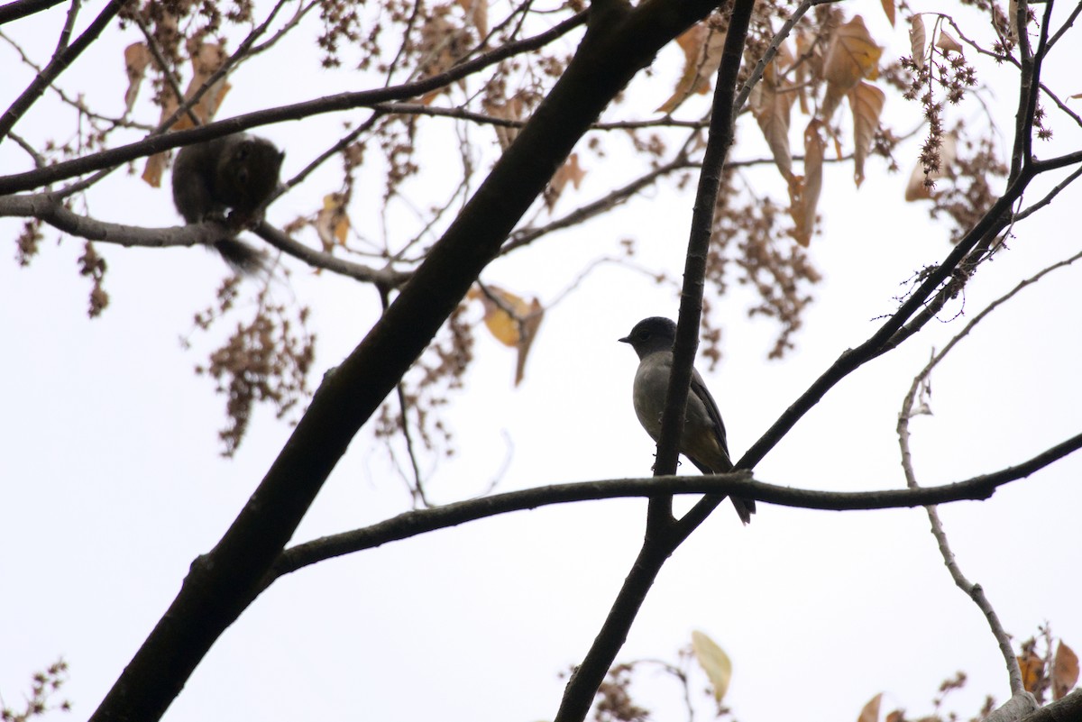 Taiwan Vivid Niltava - ML647224396