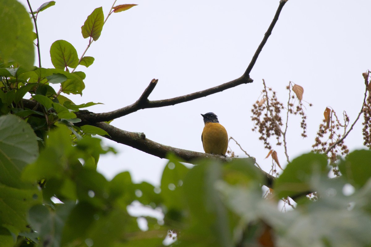 Taiwan Vivid Niltava - ML647224397