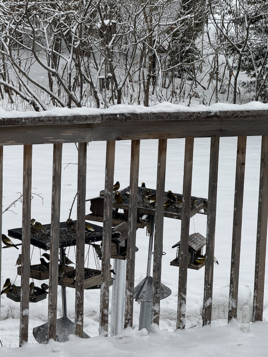 Evening Grosbeak - ML647224404