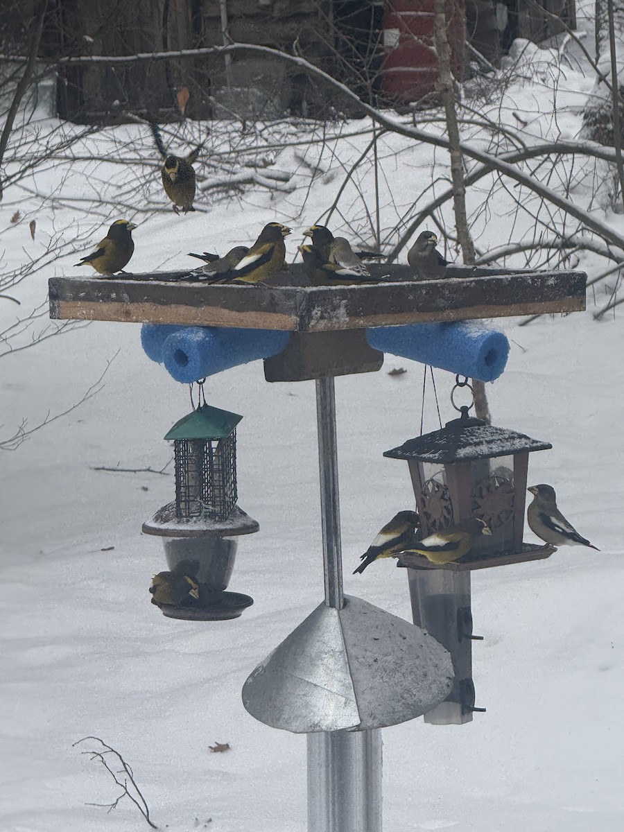 Evening Grosbeak - ML647224405