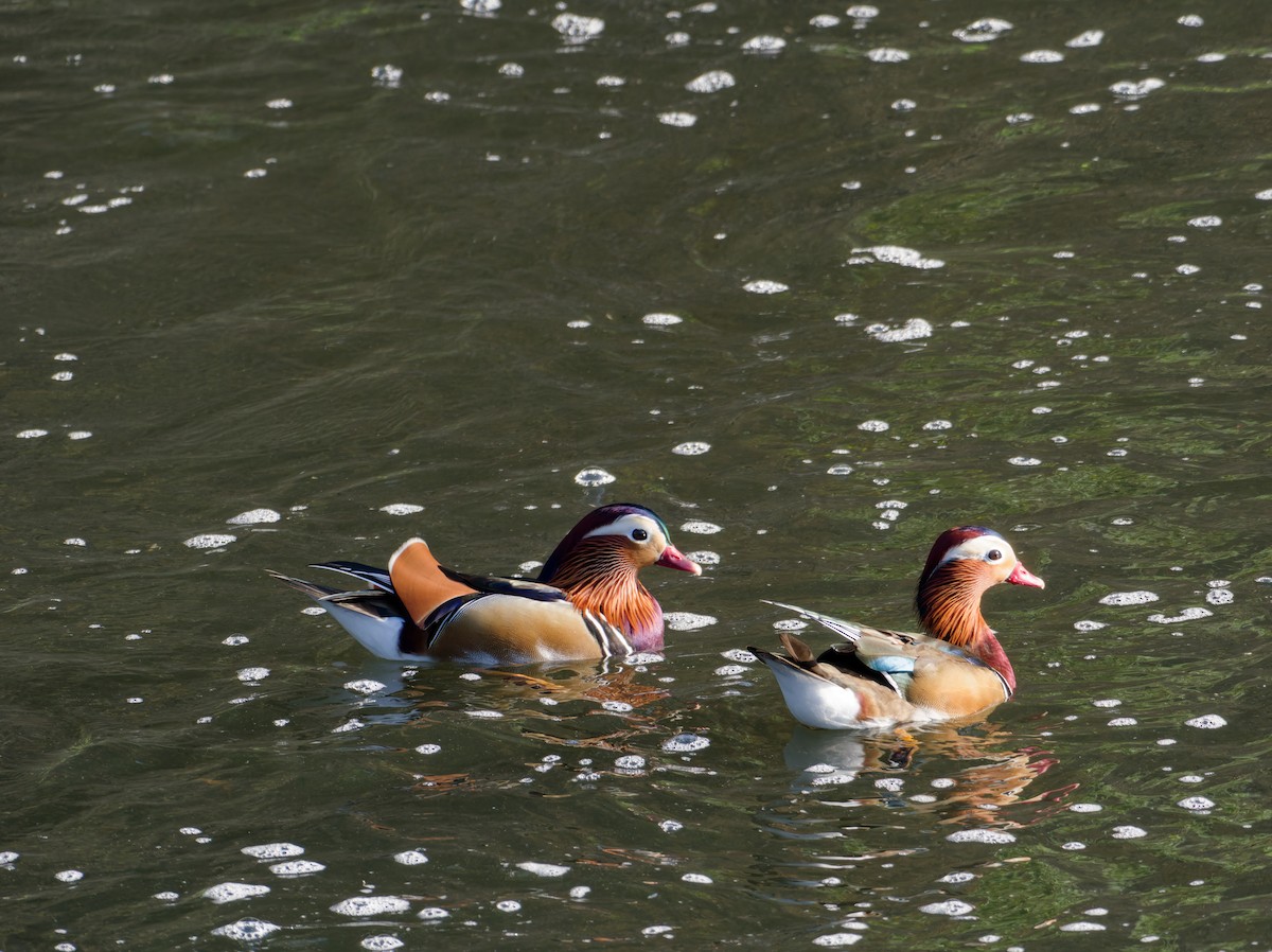 Mandarin Duck - ML647224406