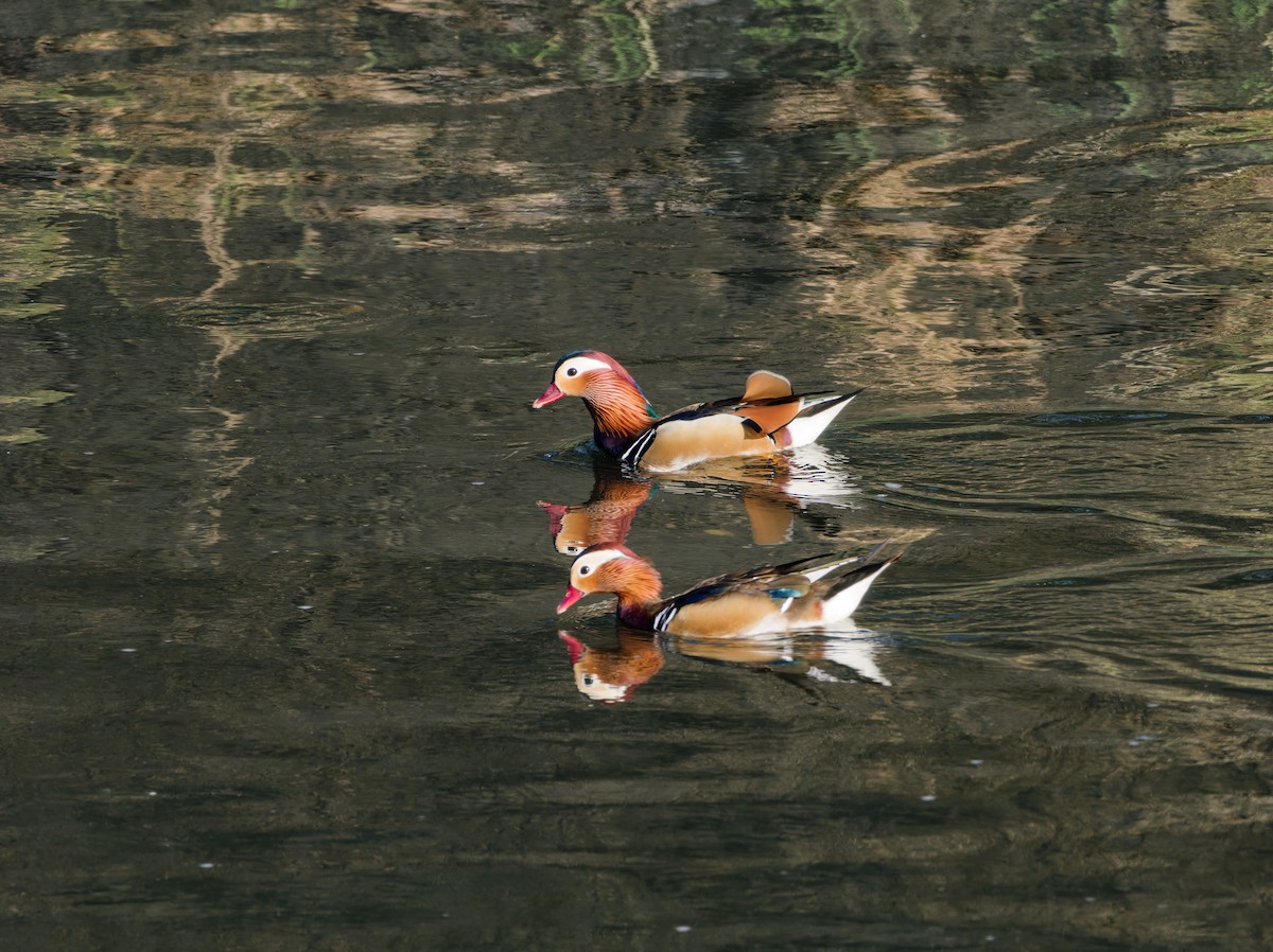 Mandarin Duck - ML647224407