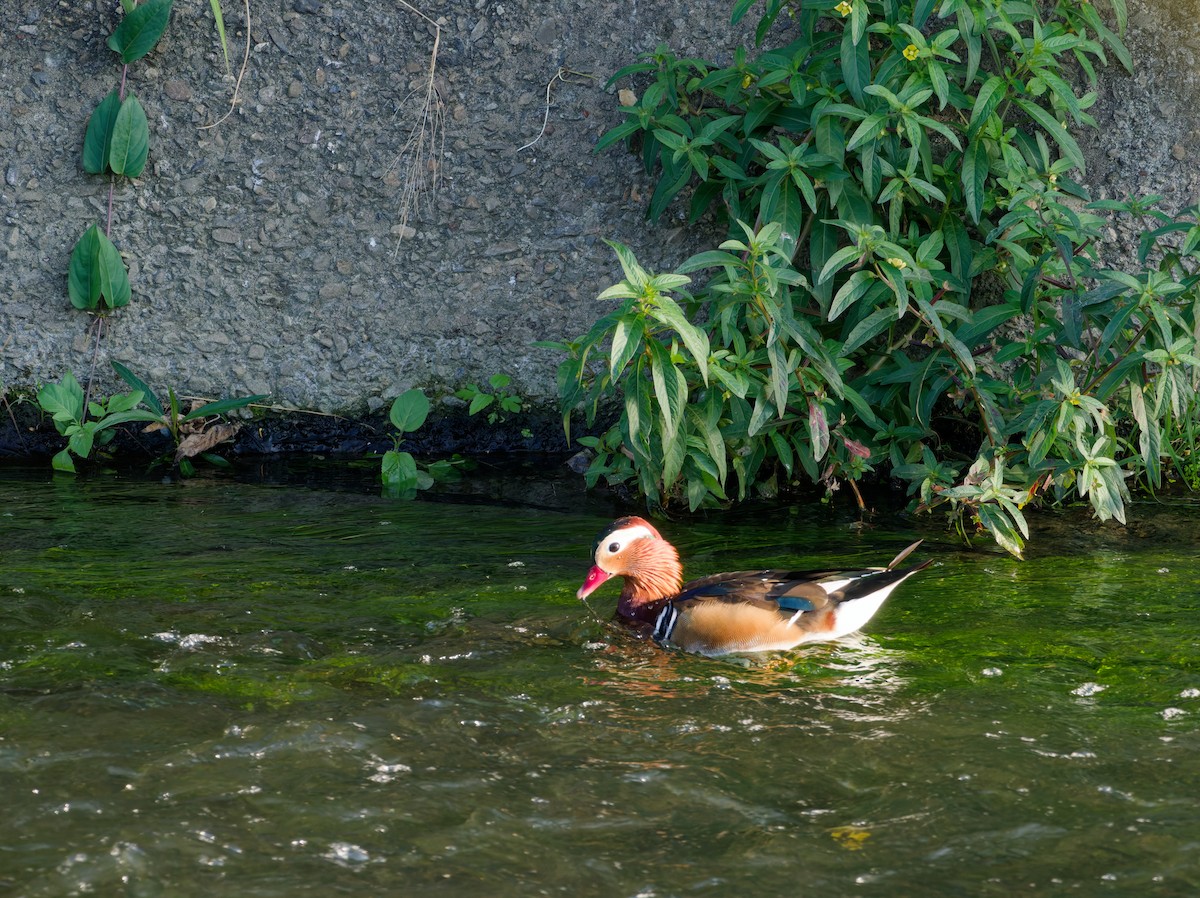Mandarin Duck - ML647224408