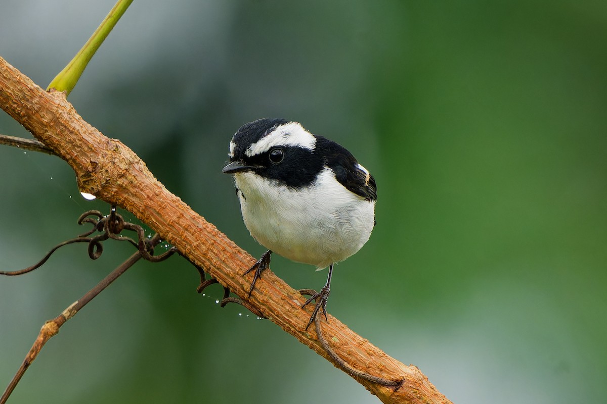 Little Pied Flycatcher - ML647224413
