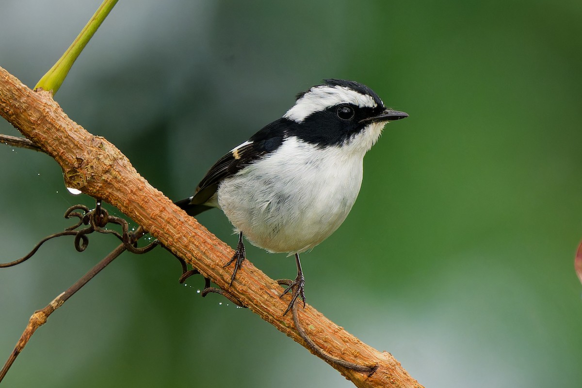 Little Pied Flycatcher - ML647224414