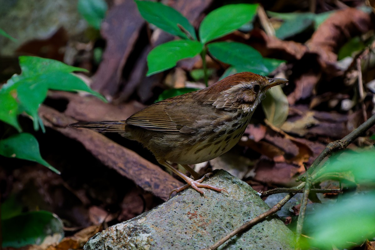 Puff-throated Babbler - ML647224418