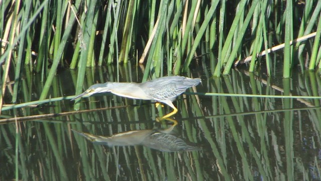 Striated Heron - ML647224420