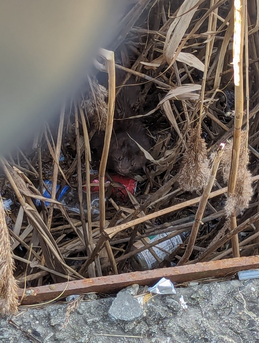 Visón americano - ML647224426