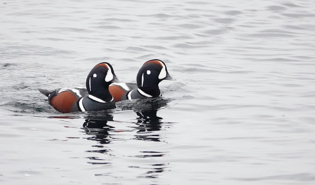 Ahate arlekina - ML647224453