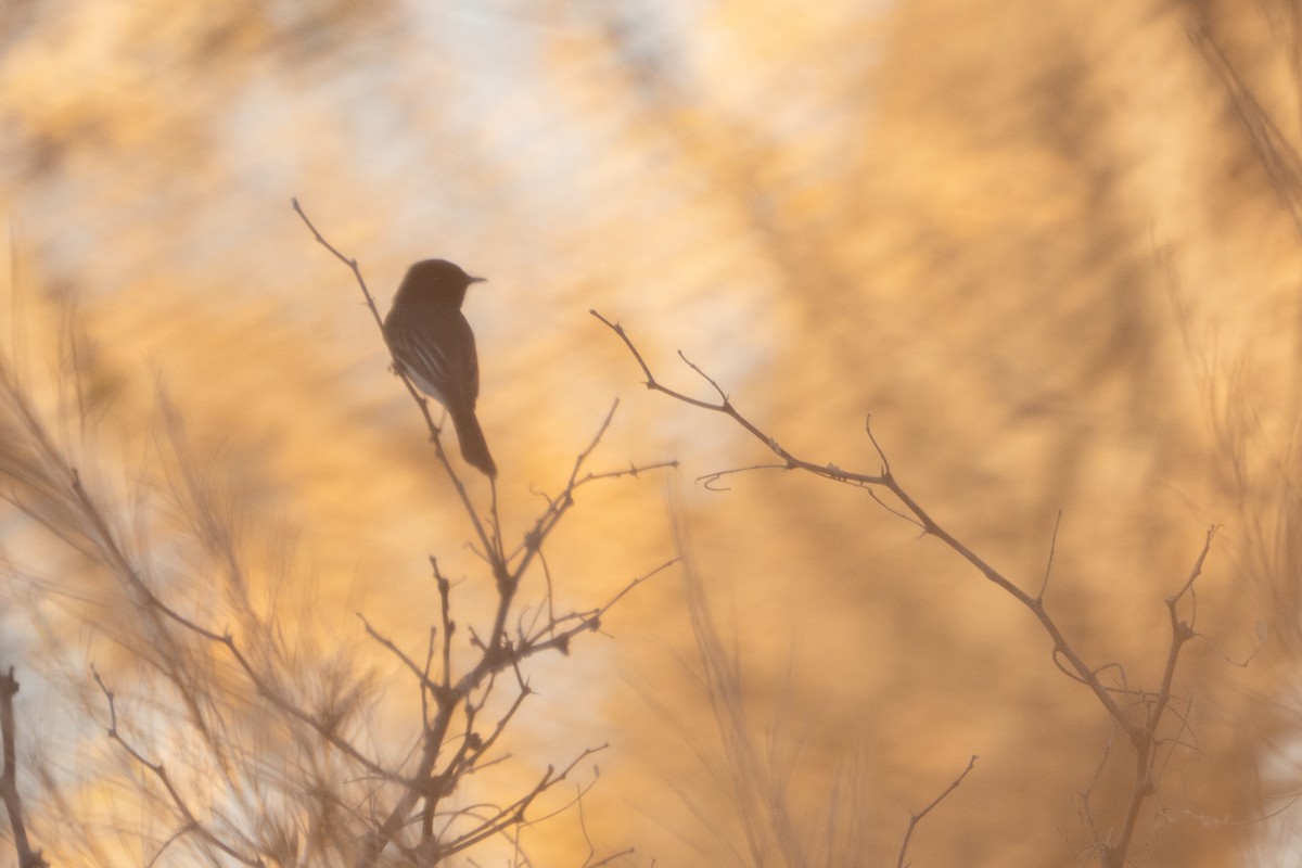Black Phoebe - ML647224468