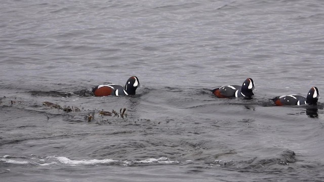 Ahate arlekina - ML647224480