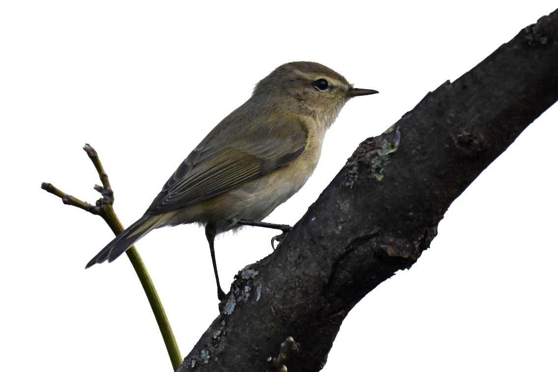 嘰喳柳鶯 - ML647224485