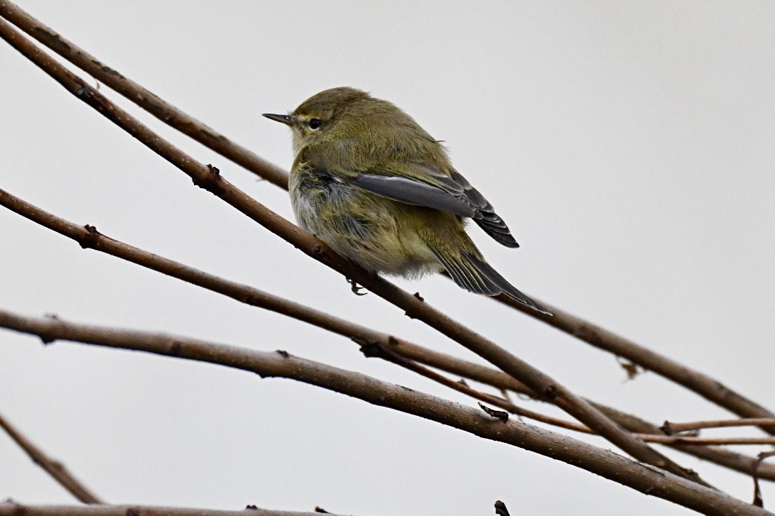 嘰喳柳鶯 - ML647224486