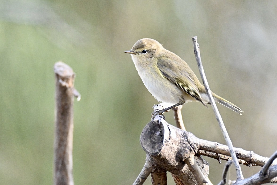 嘰喳柳鶯 - ML647224487