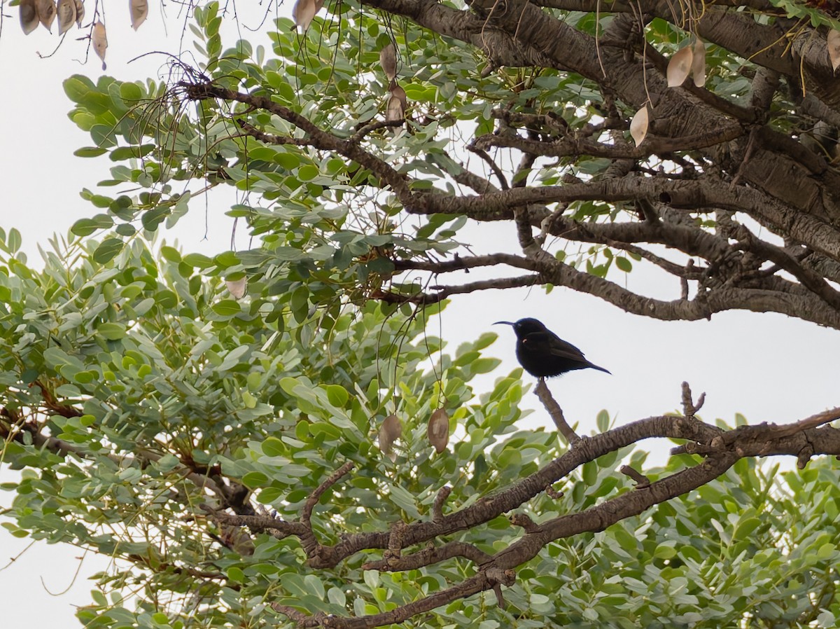 Amethyst Sunbird - ML647224488