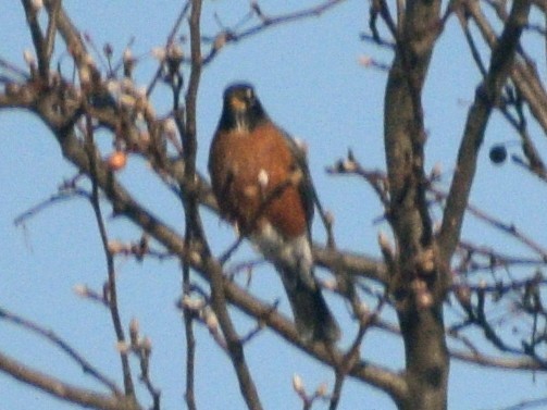 American Robin - ML647224489