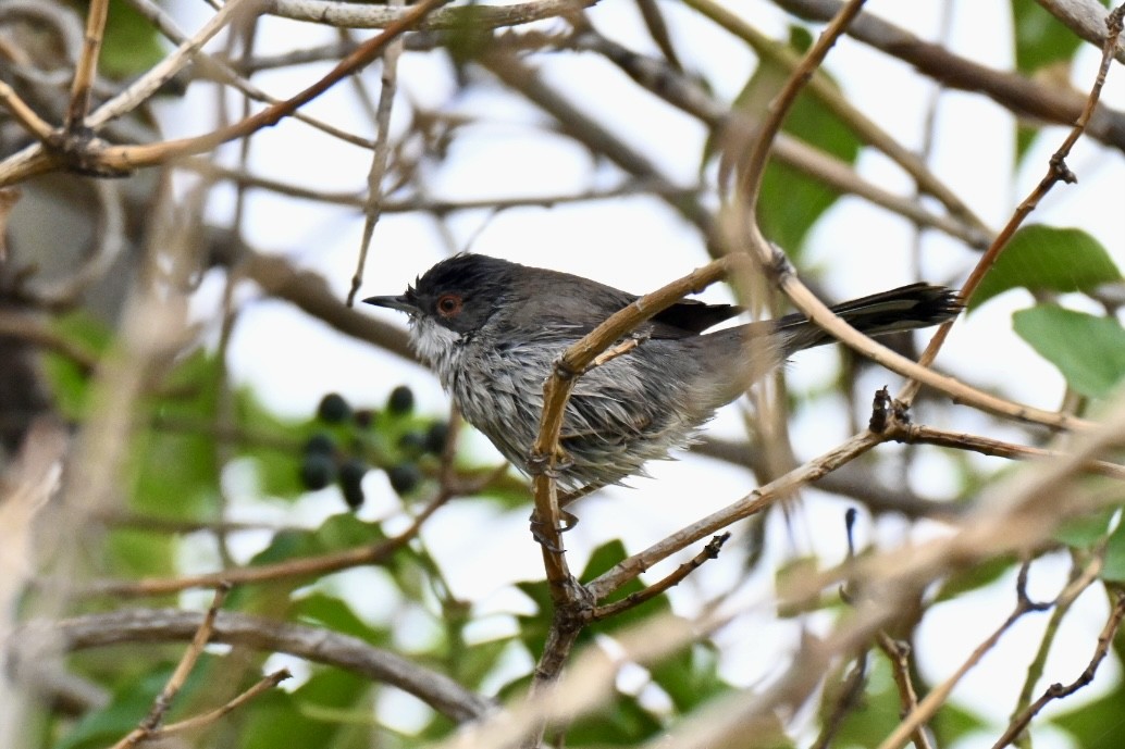 Samtkopf-Grasmücke - ML647224496