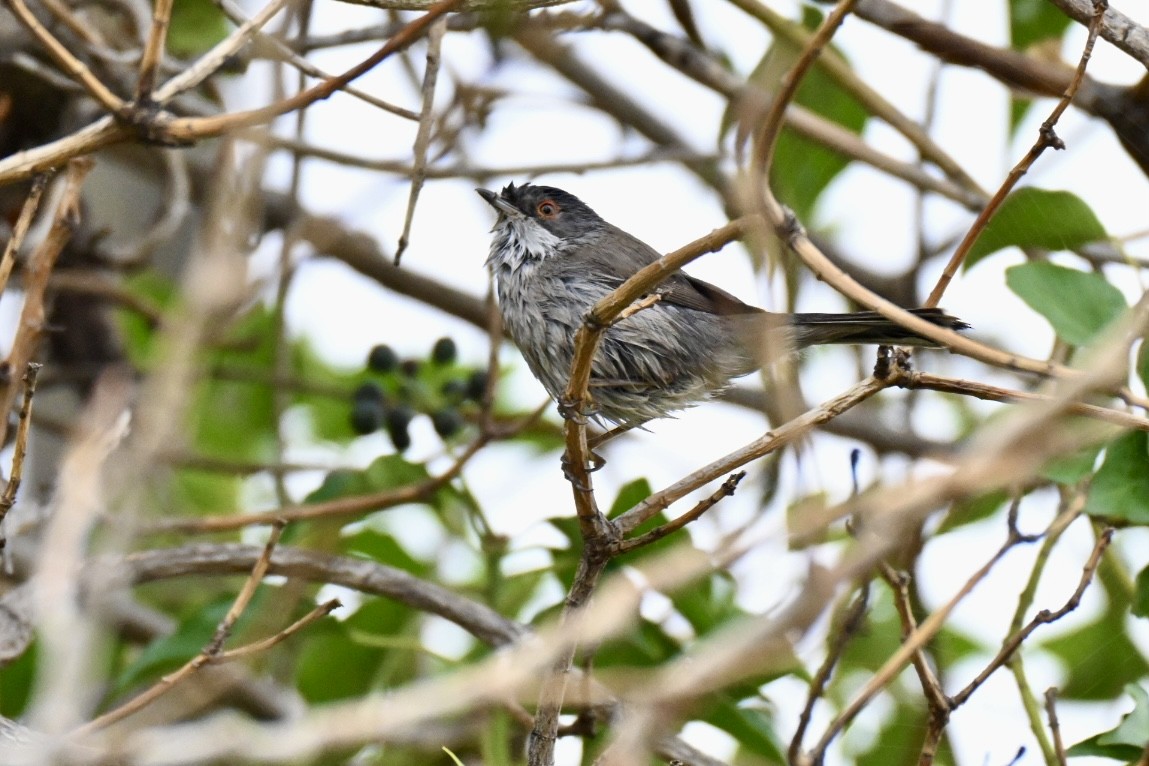 Samtkopf-Grasmücke - ML647224497
