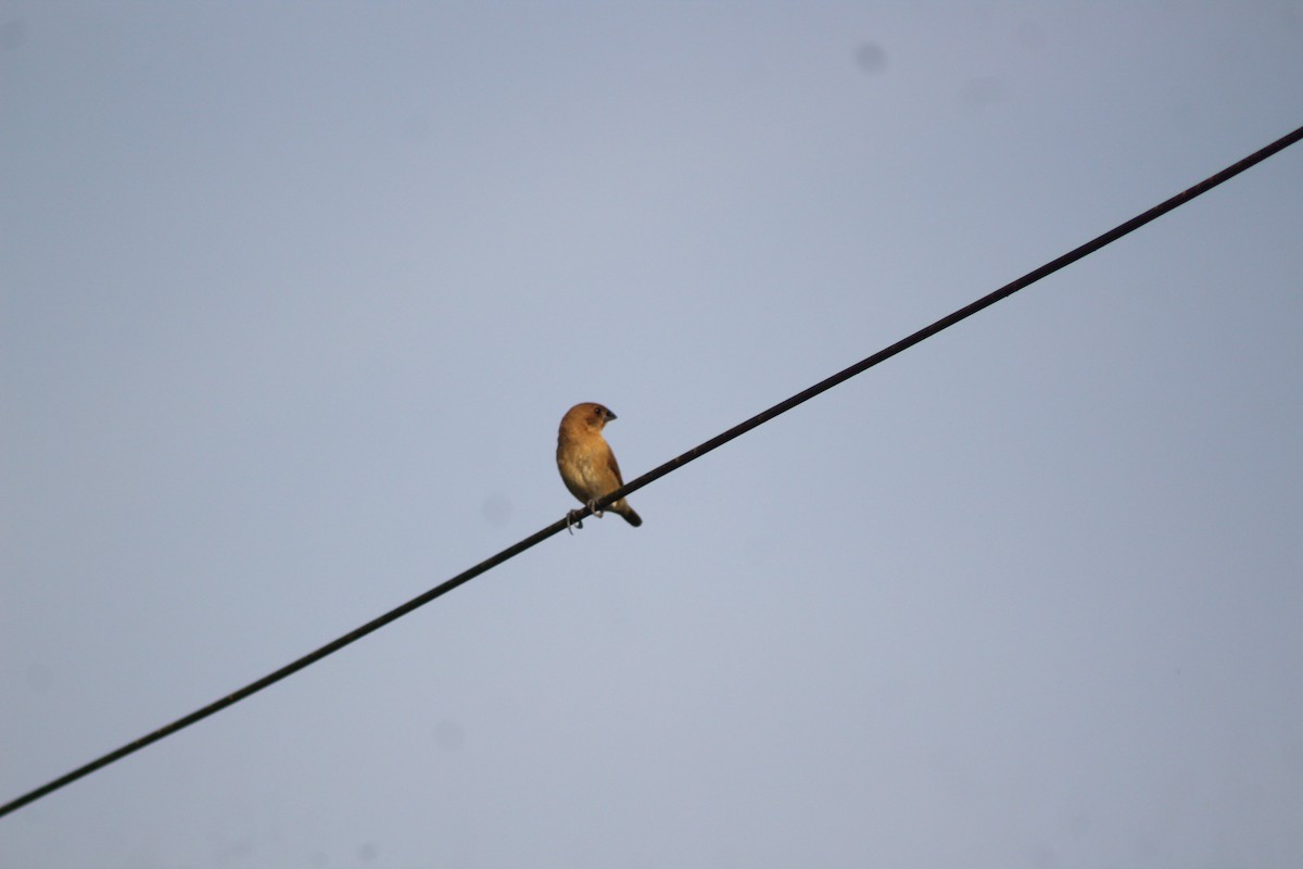 Scaly-breasted Munia - ML647224500