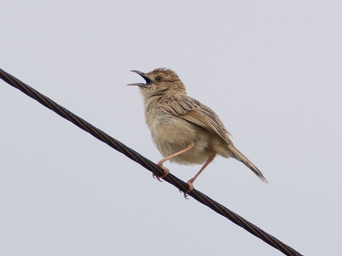 Rotscheitel-Zistensänger - ML647224510