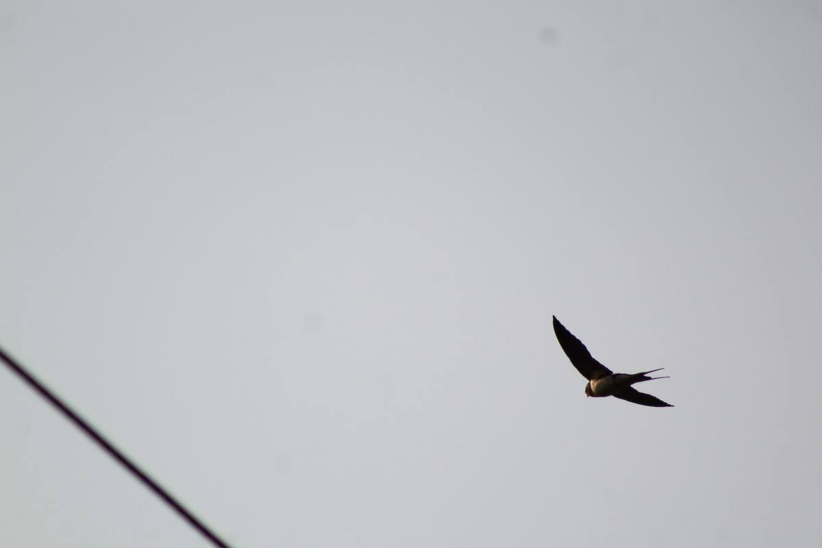 låvesvale - ML647224519