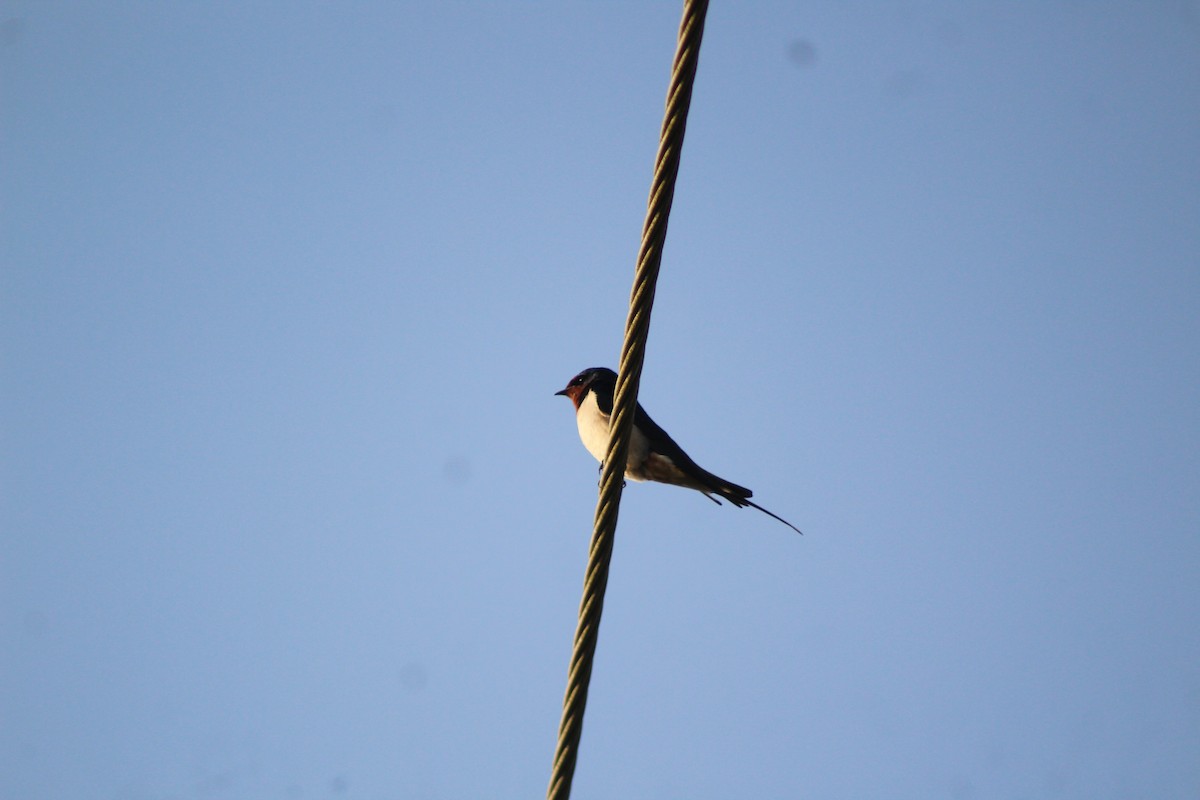 låvesvale - ML647224526