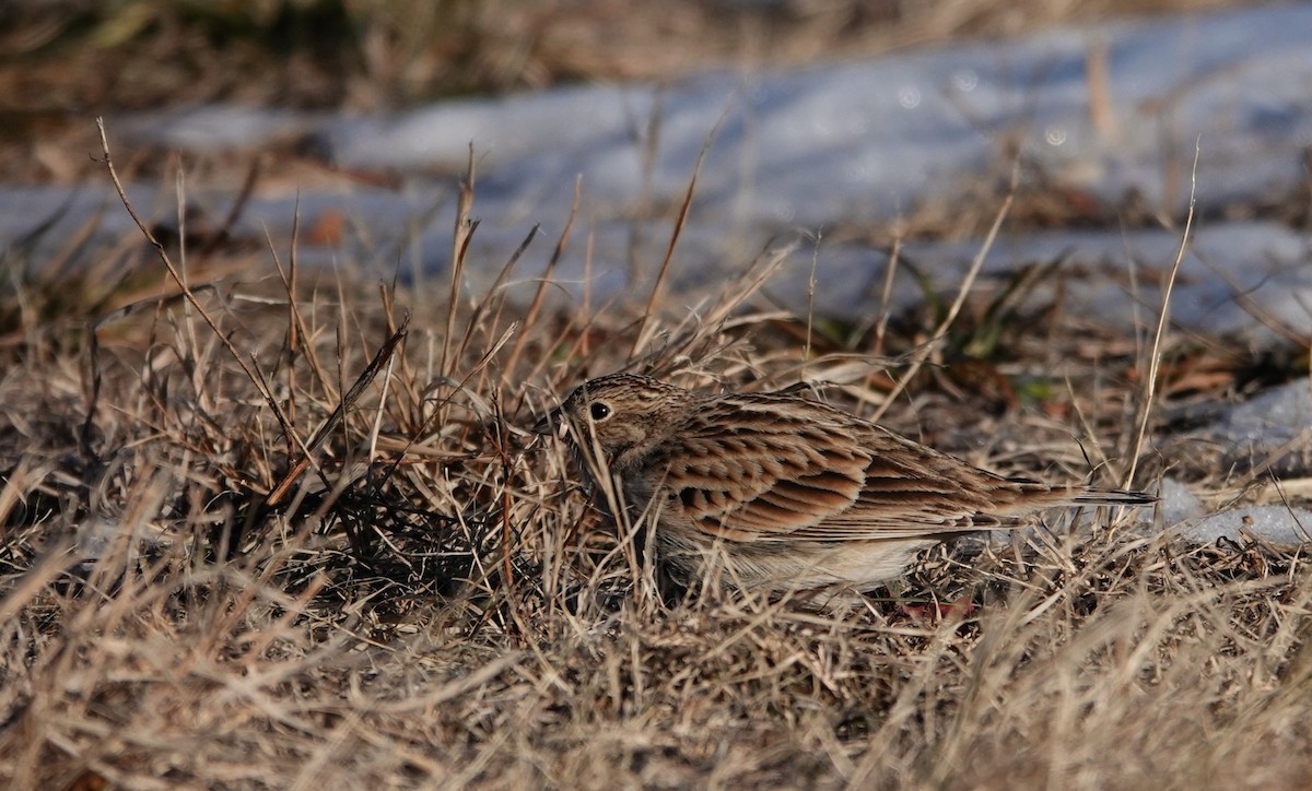 Chestnut-collared Longspur - ML647224528