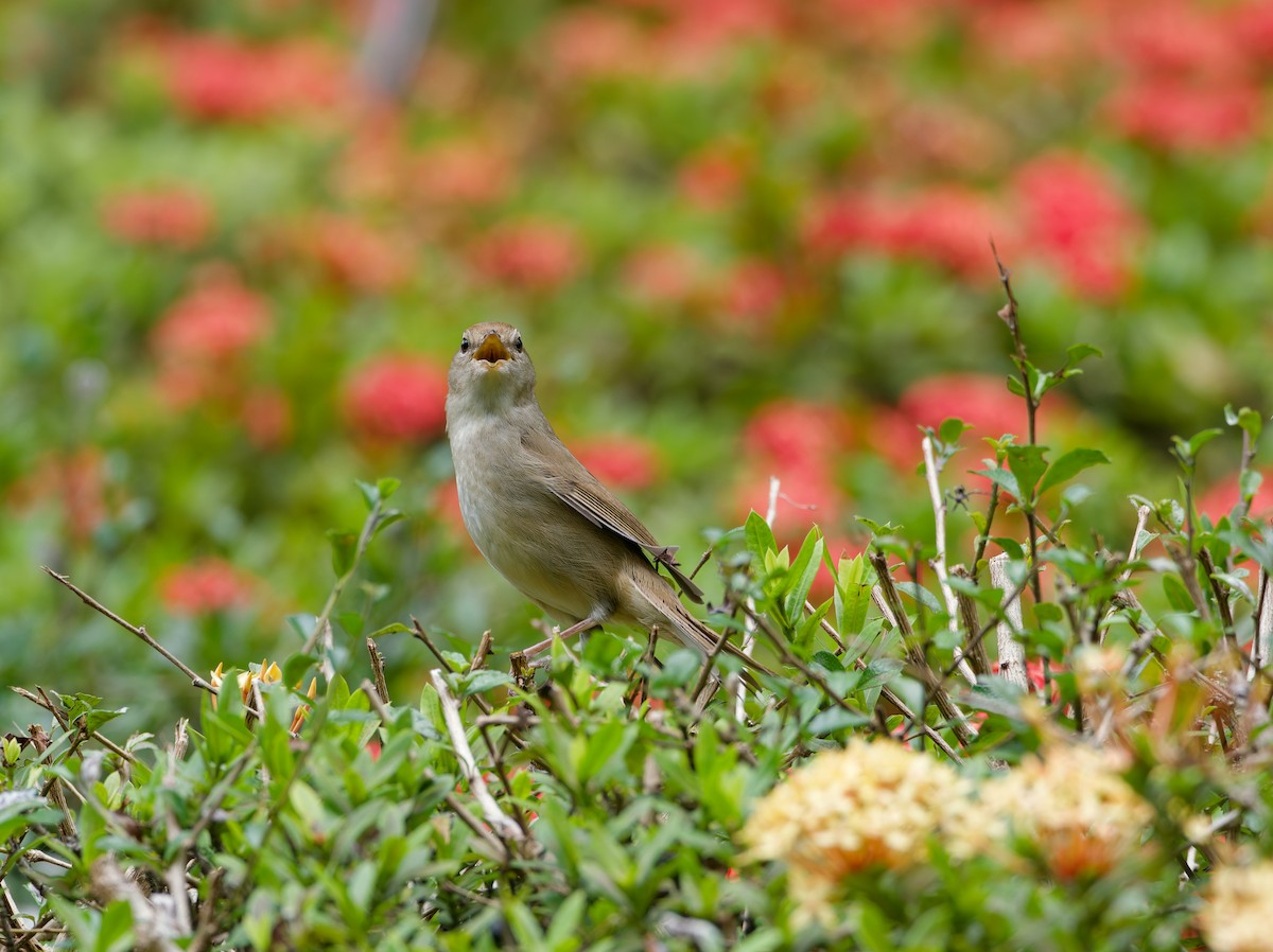 Manchurian Bush Warbler - ML647224537
