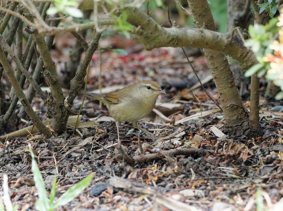 Manchurian Bush Warbler - ML647224539
