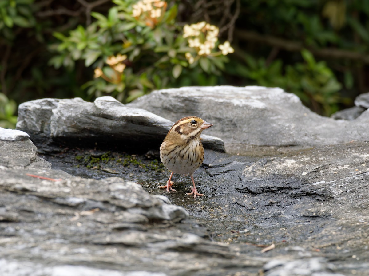 Yellow-throated Bunting - ML647224551