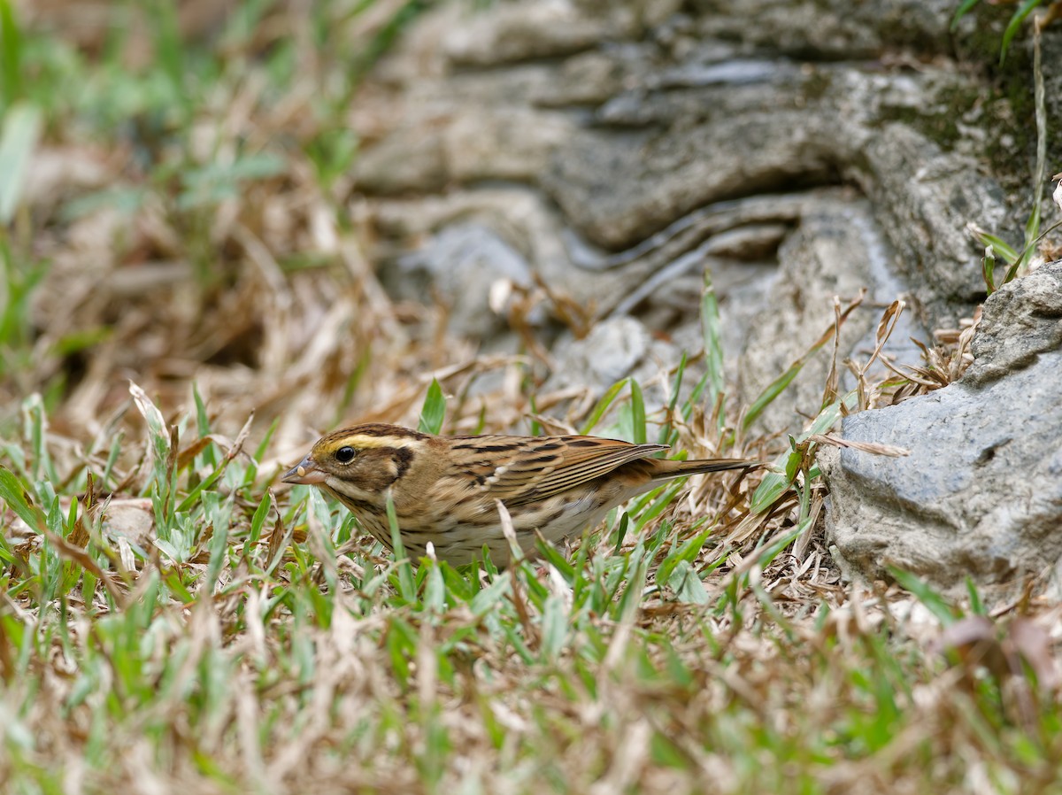 Yellow-throated Bunting - ML647224552