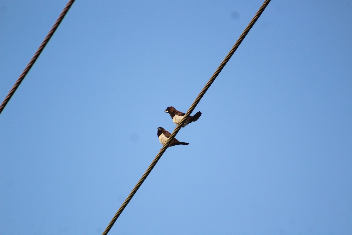 White-rumped Munia - ML647224554