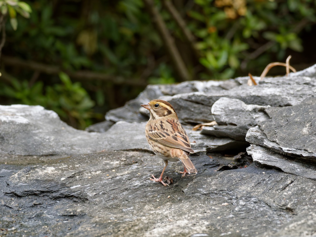 Yellow-throated Bunting - ML647224555