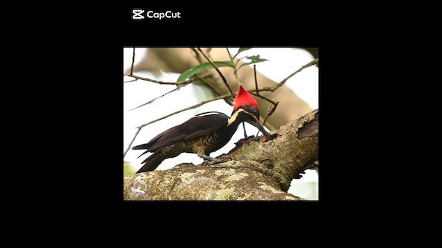 Lineated Woodpecker - ML647224565