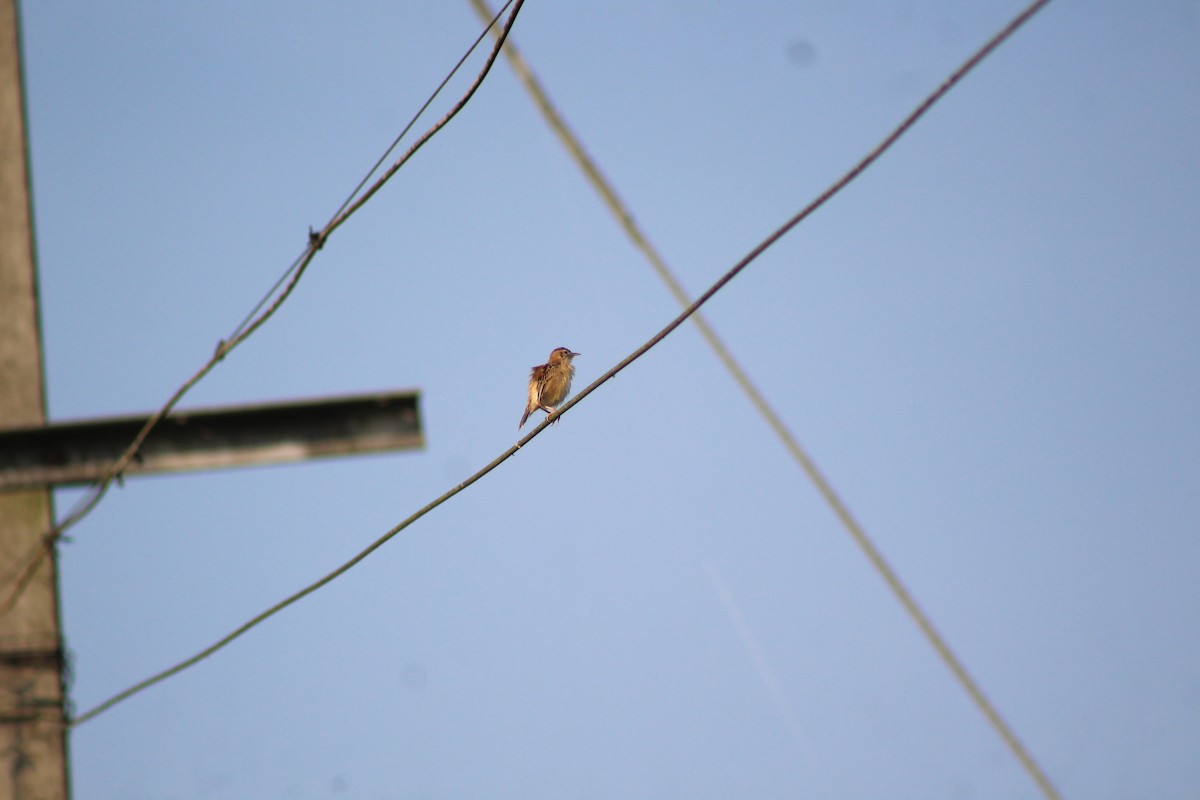 Zitting Cisticola - ML647224574