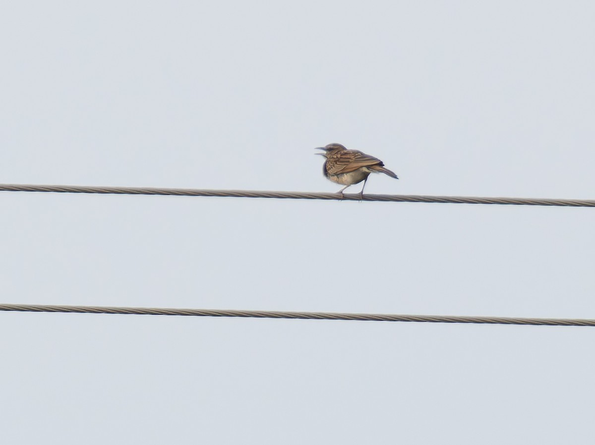 skřivan plavý [skupina africanoides] - ML647224577