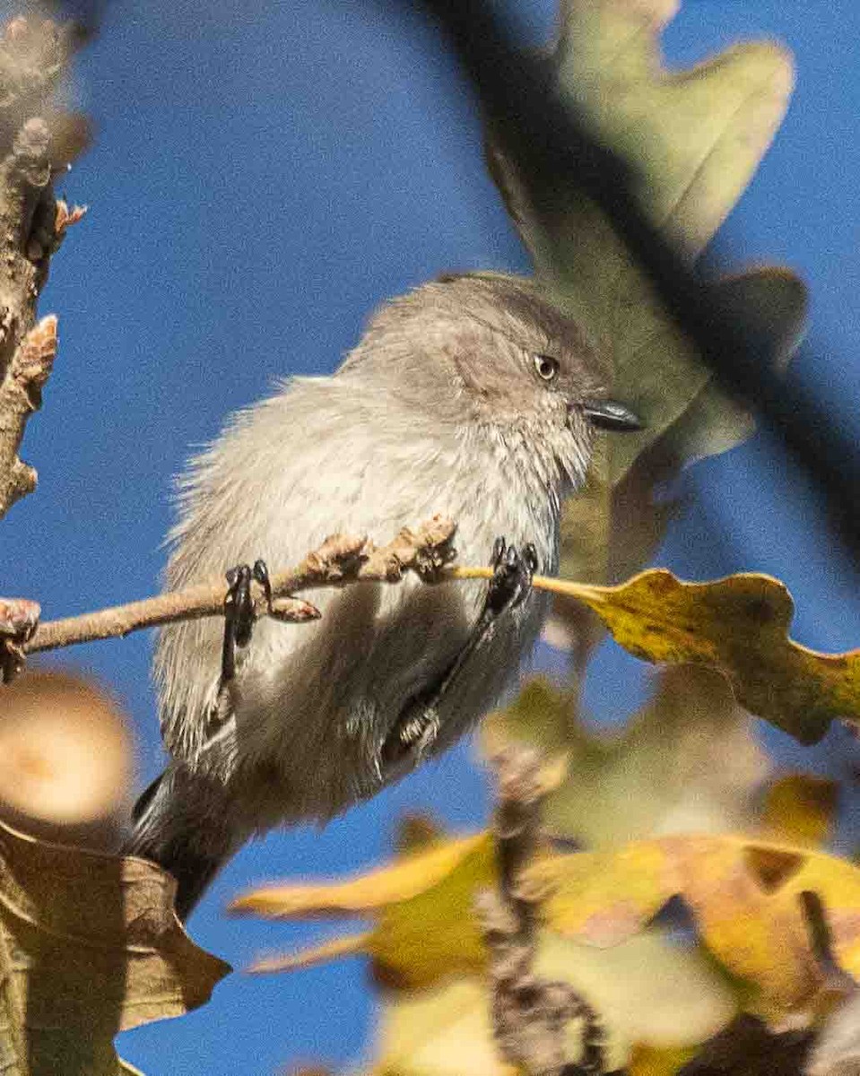 Buschschwanzmeise - ML647224581