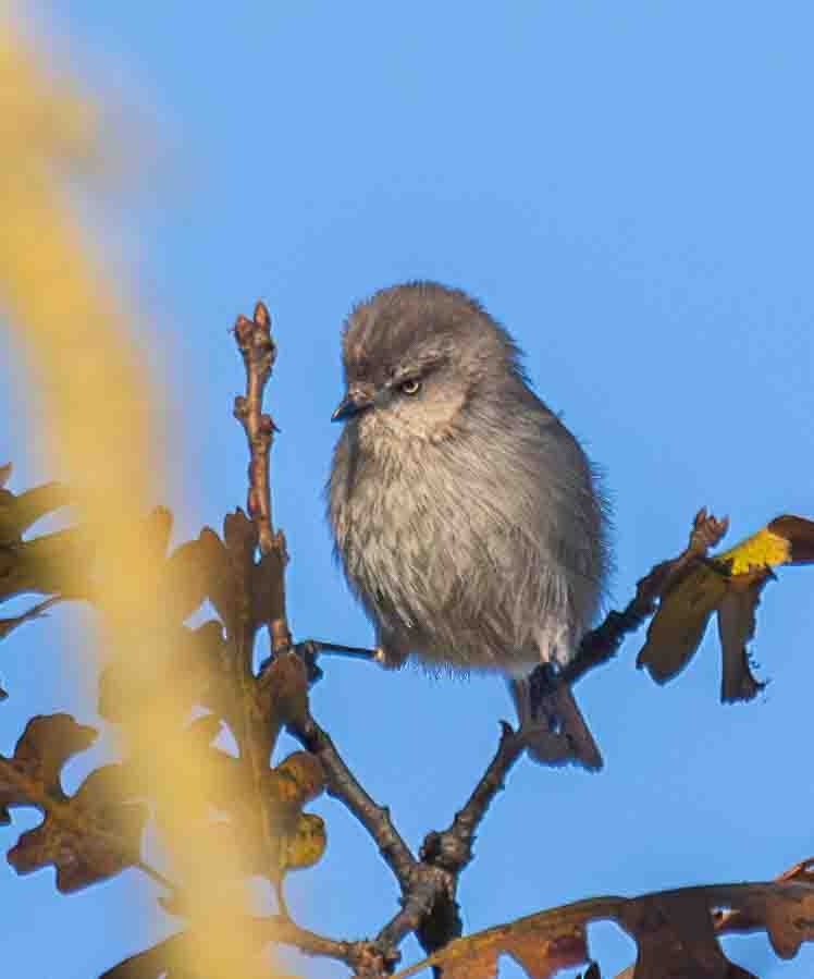 Buschschwanzmeise - ML647224582