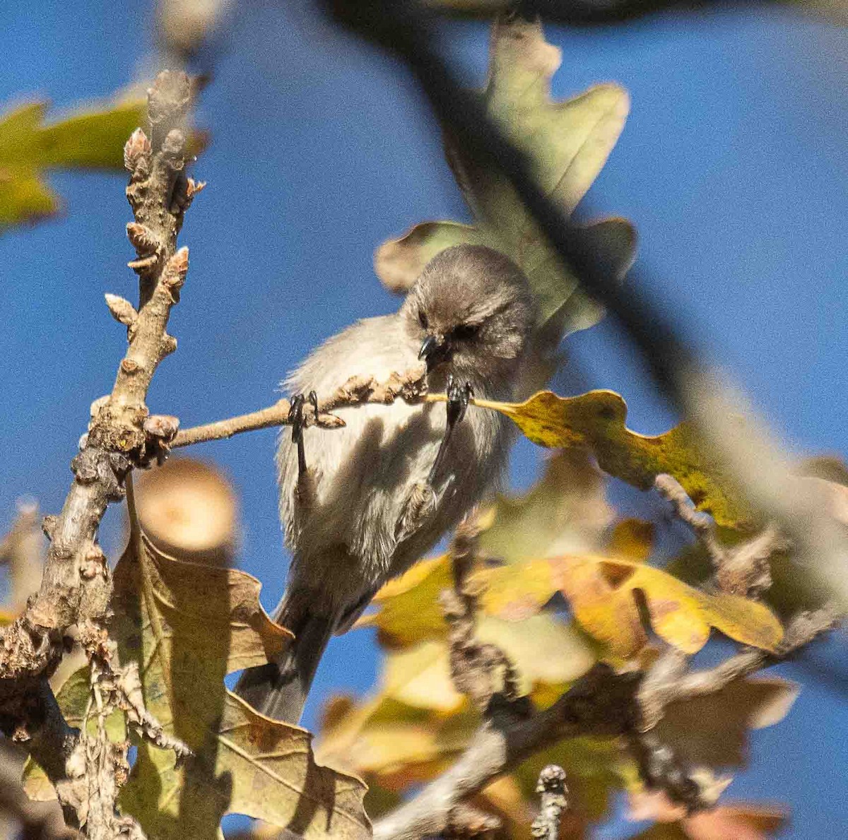 Buschschwanzmeise - ML647224583