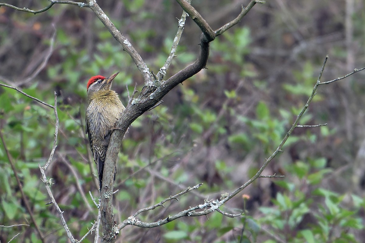 Streak-throated Woodpecker - ML647224584