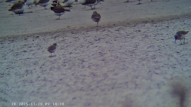 Little Stint - ML647224586