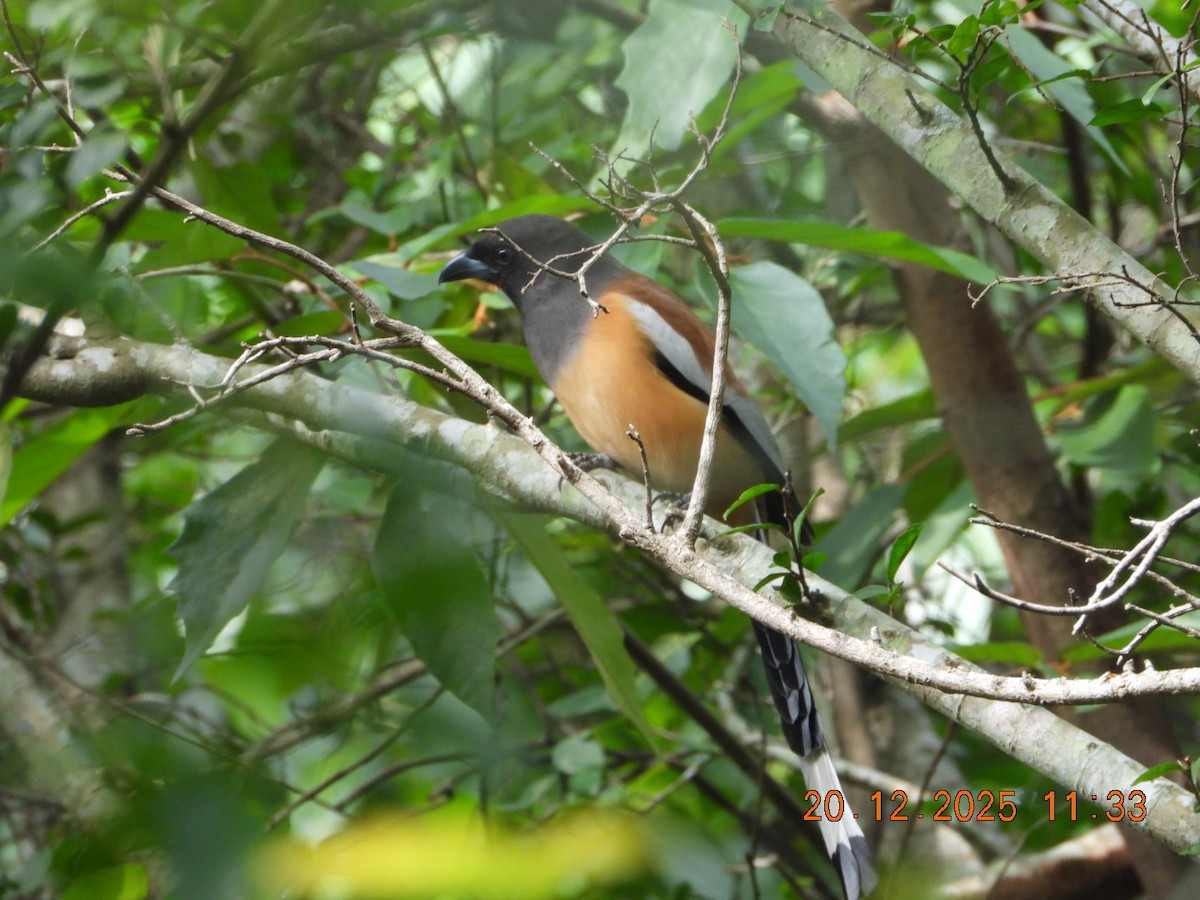 Rufous Treepie - ML647224587