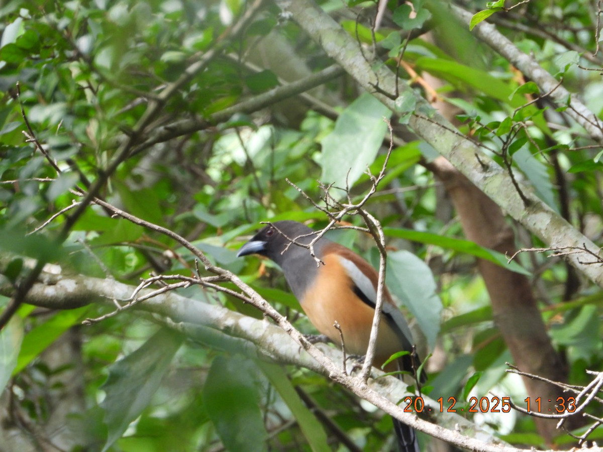Rufous Treepie - ML647224588