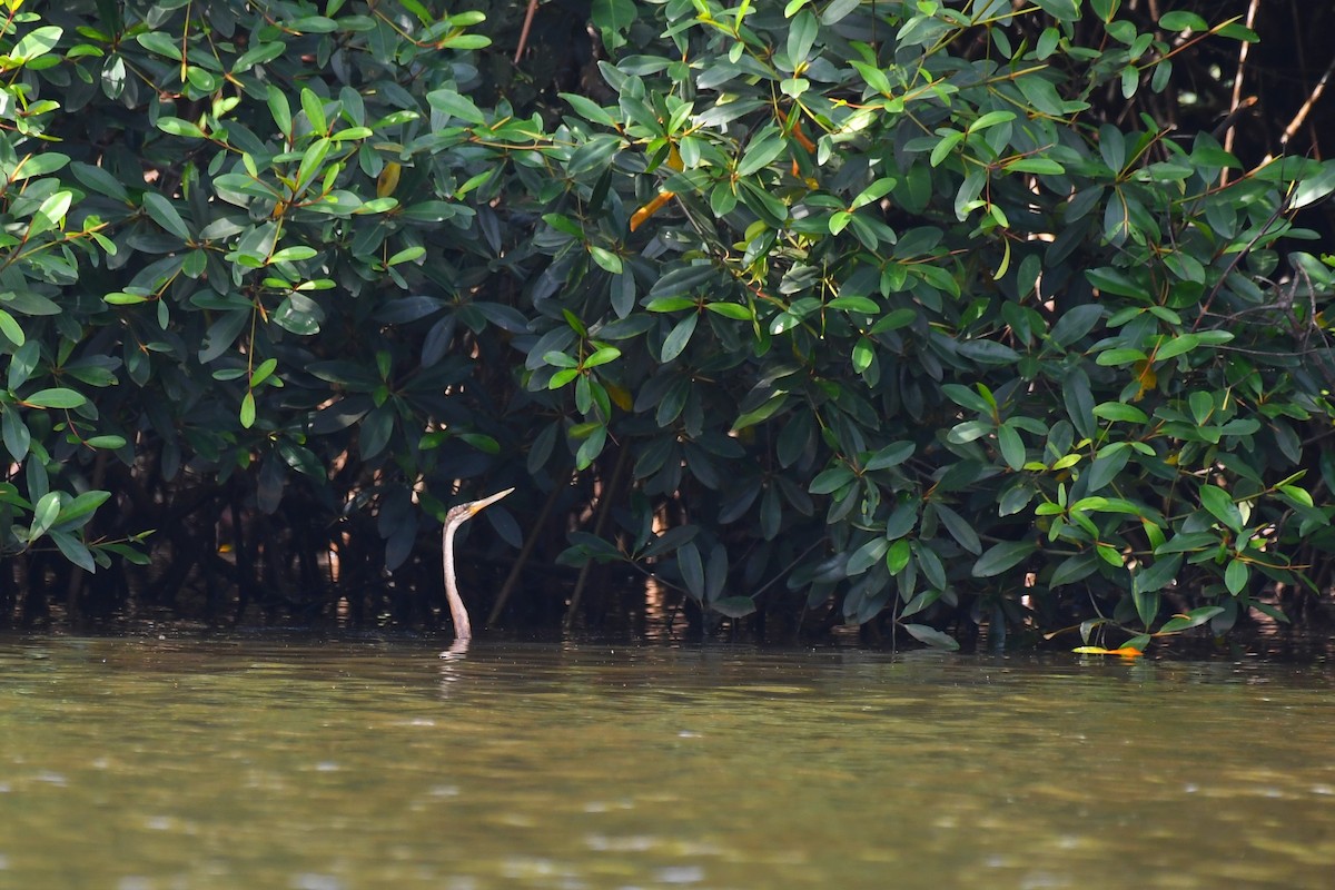 נחשון אפריקני - ML647224591