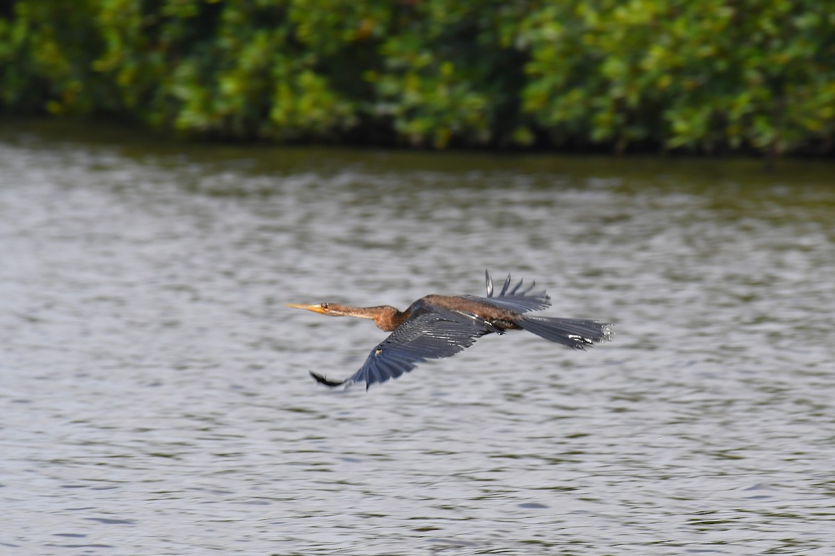 נחשון אפריקני - ML647224592