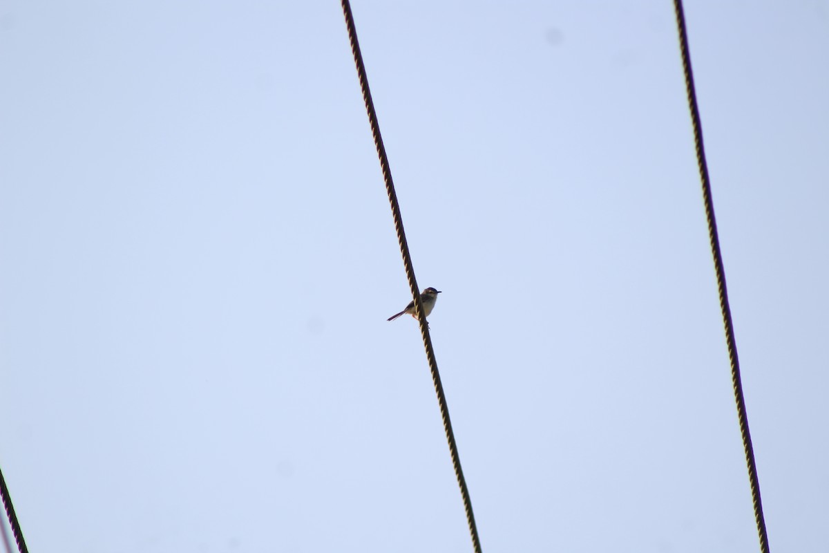 Prinia Sencilla - ML647224593