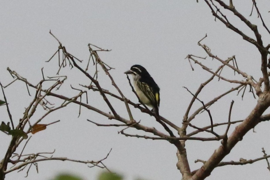 Yellow-rumped Tinkerbird (Yellow-rumped) - ML647224594