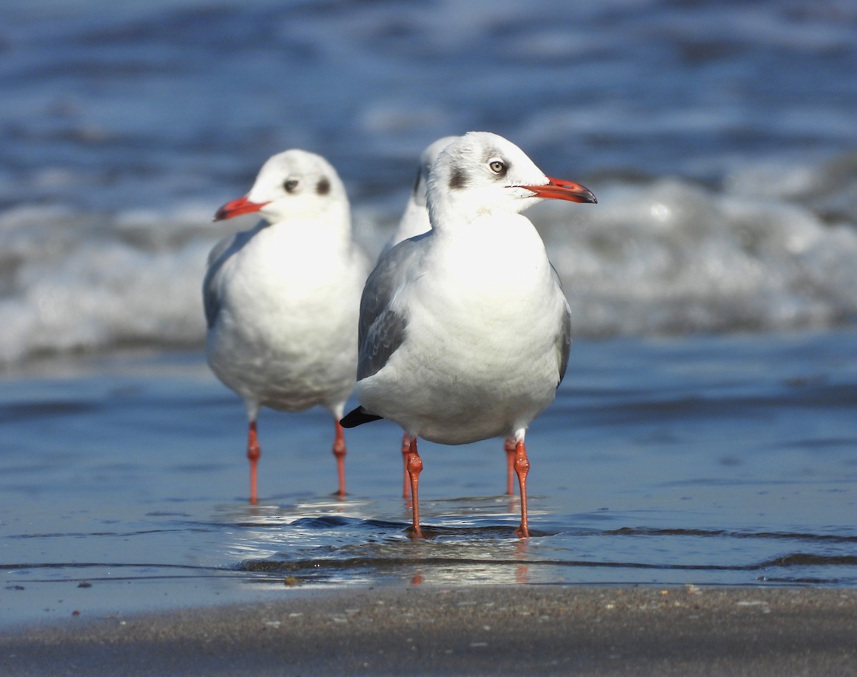 Буроголовая чайка - ML647224595