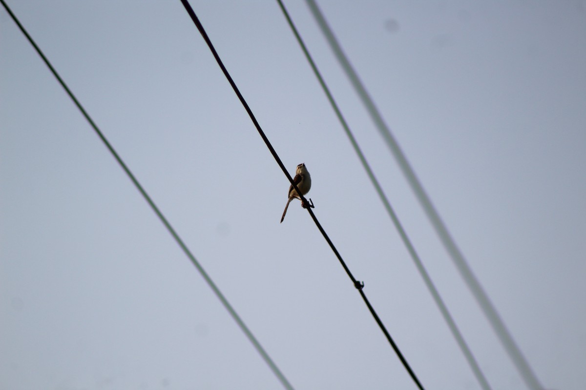 Prinia Sencilla - ML647224597